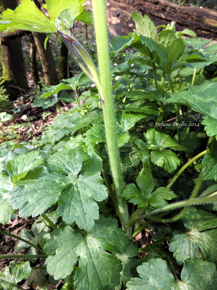 Ranunculus langinosus